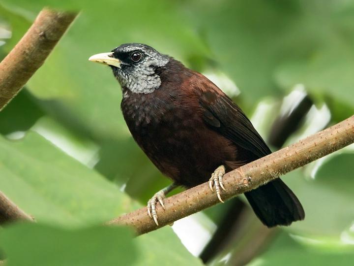 Capuchin Babbler