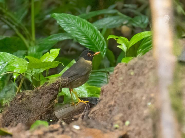 Speckled Nightingale-Thrush