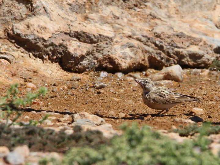 Sclater's Lark