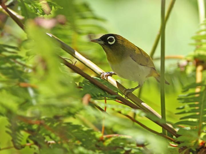 Seram White-eye