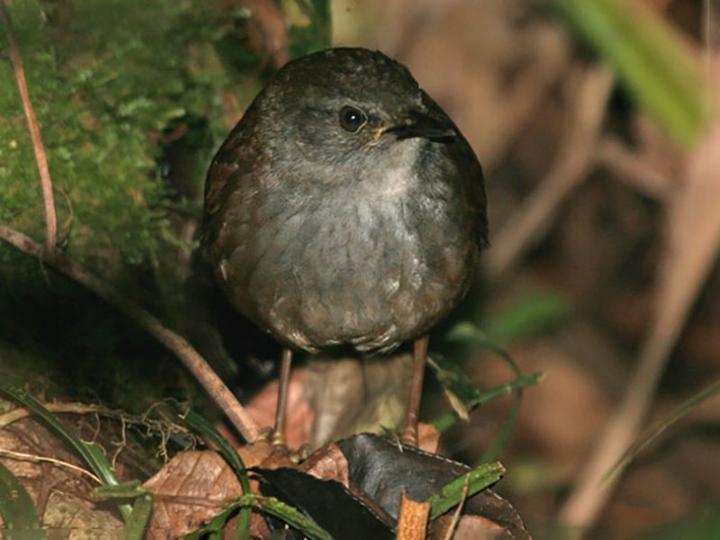 Seram Bush Warbler