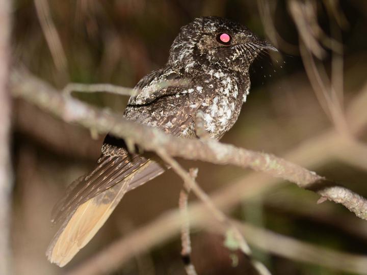 Hispaniolan Nightjar