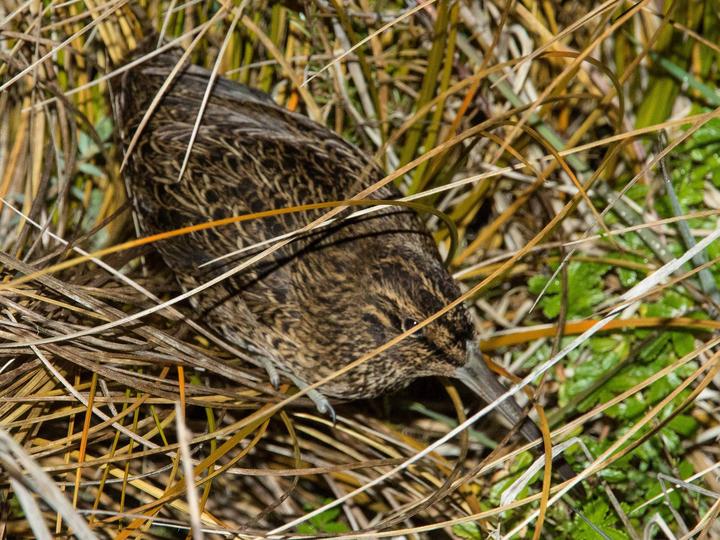 Snares Snipe