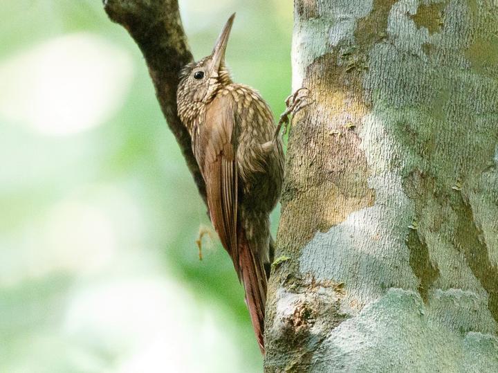 Spix's Woodcreeper