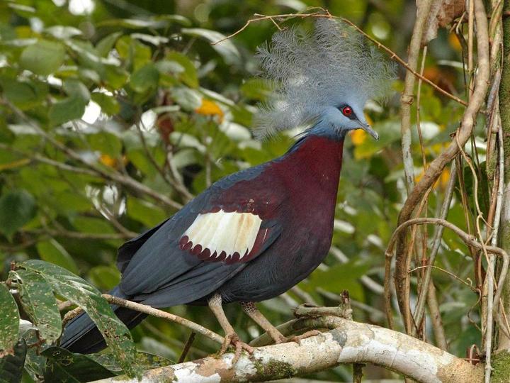 Sclater's Crowned Pigeon