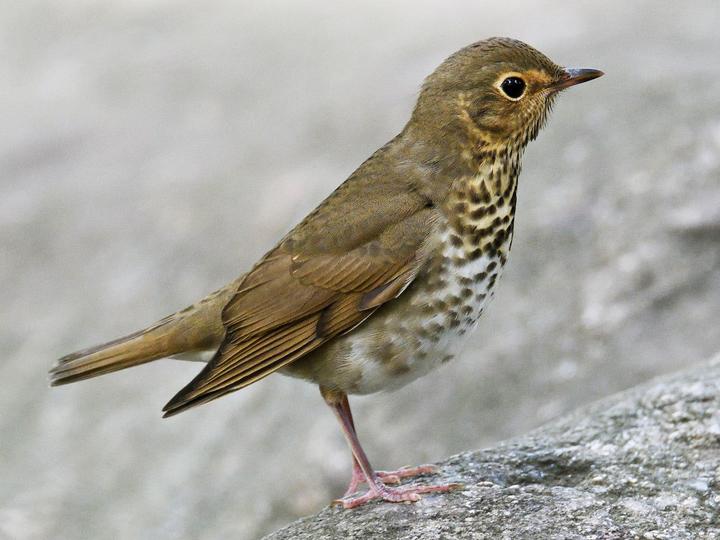 Swainson's Thrush