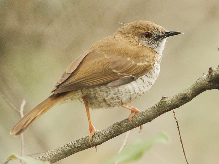 Stierling's Wren-Warbler