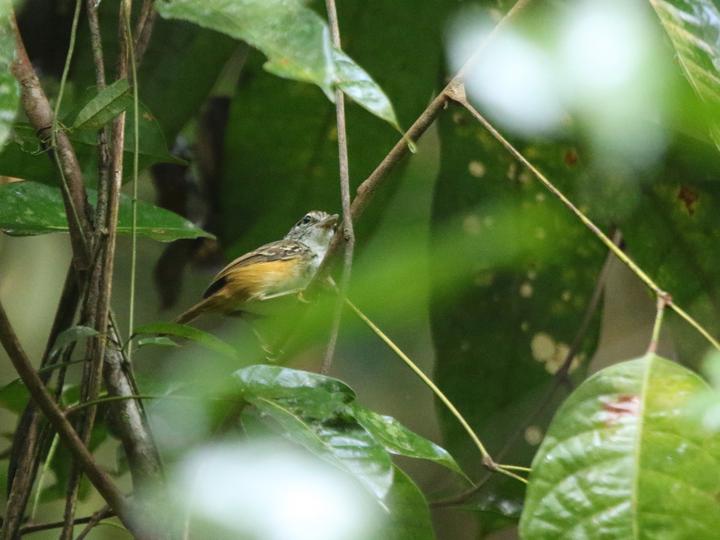 Spix's Warbling Antbird