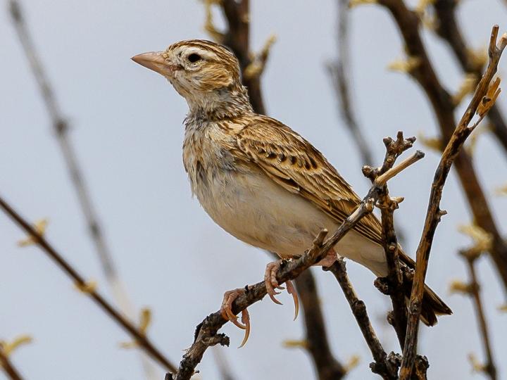 Stark's Lark