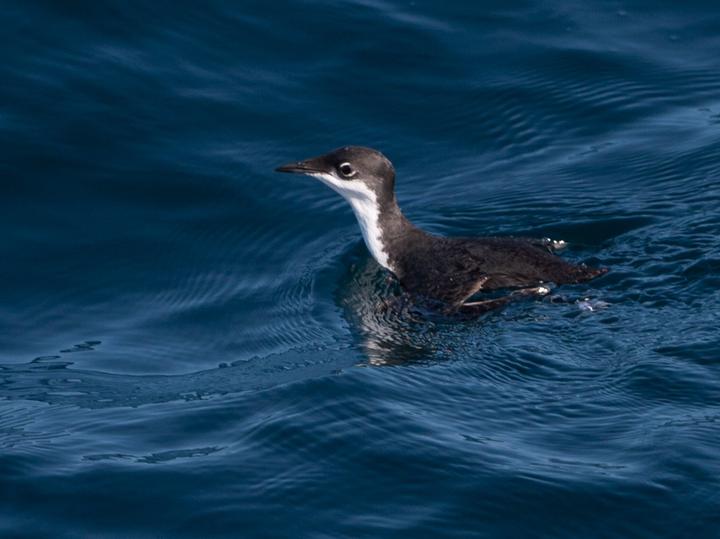 Scripps's Murrelet