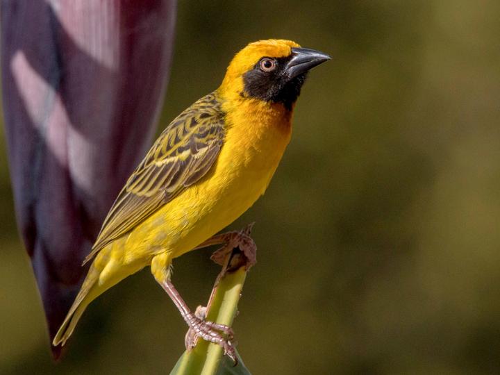Speke's Weaver