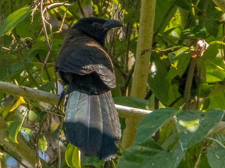 Black-hooded Coucal