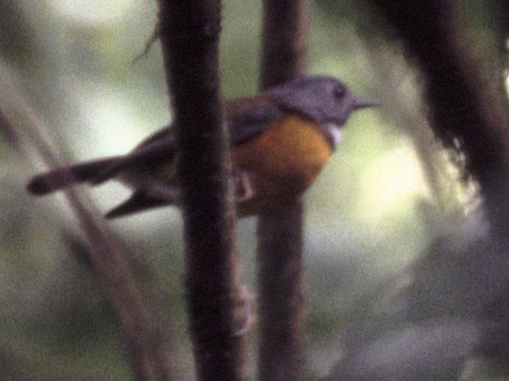 Swynnerton's Robin
