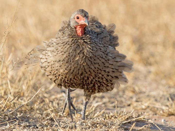 Swainson's Spurfowl