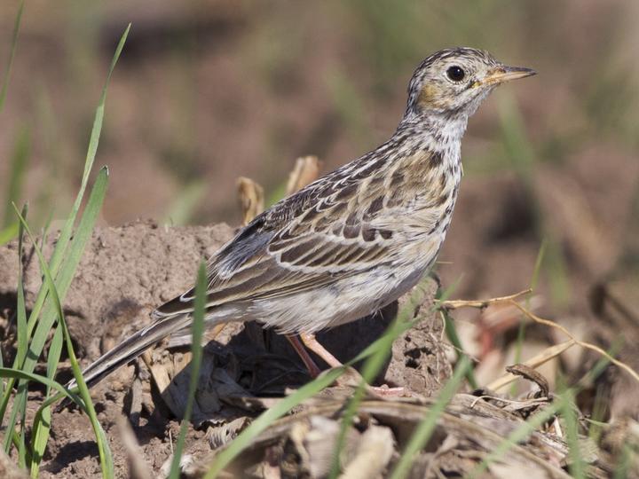 Sprague's Pipit
