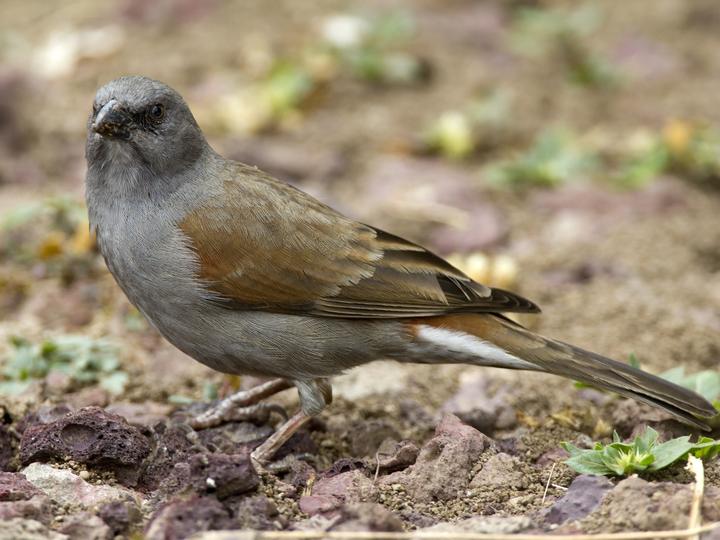 Swainson's Sparrow