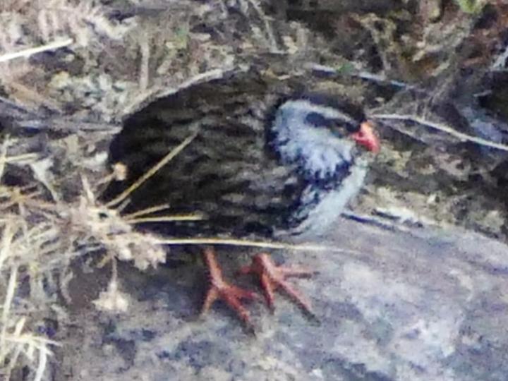 Swierstra's Spurfowl
