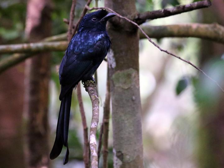 Sri Lanka Drongo