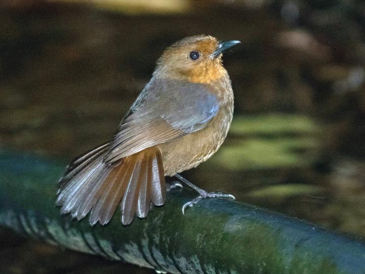 Sri Lanka Whistling Thrush