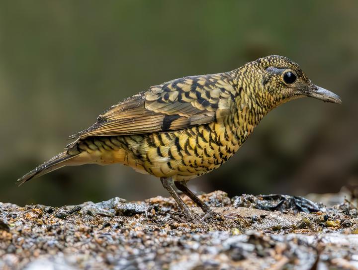Sri Lanka Thrush