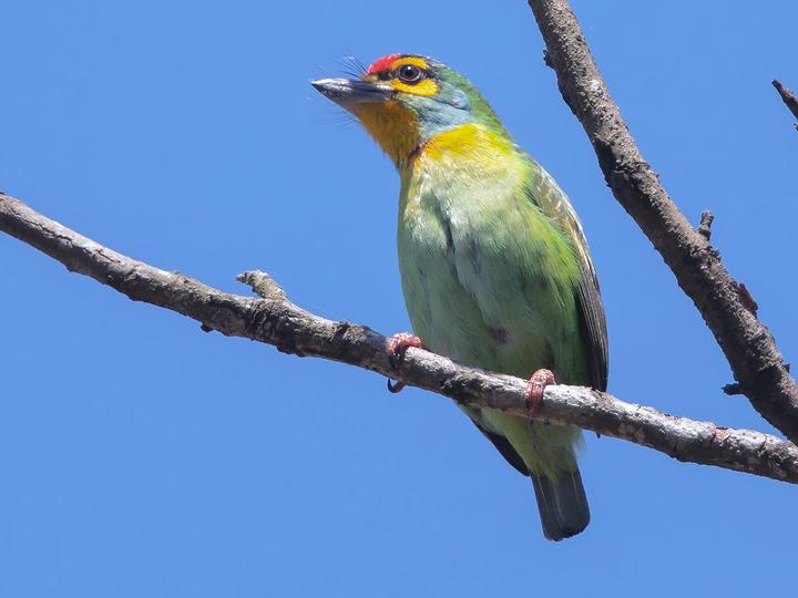 Crimson-fronted Barbet
