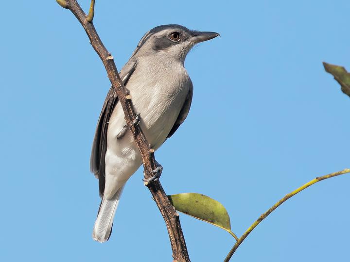 Sri Lanka Woodshrike