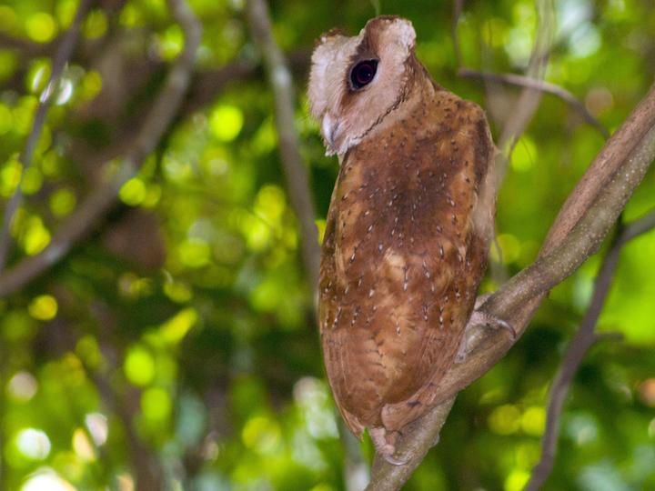 Sri Lanka Bay Owl