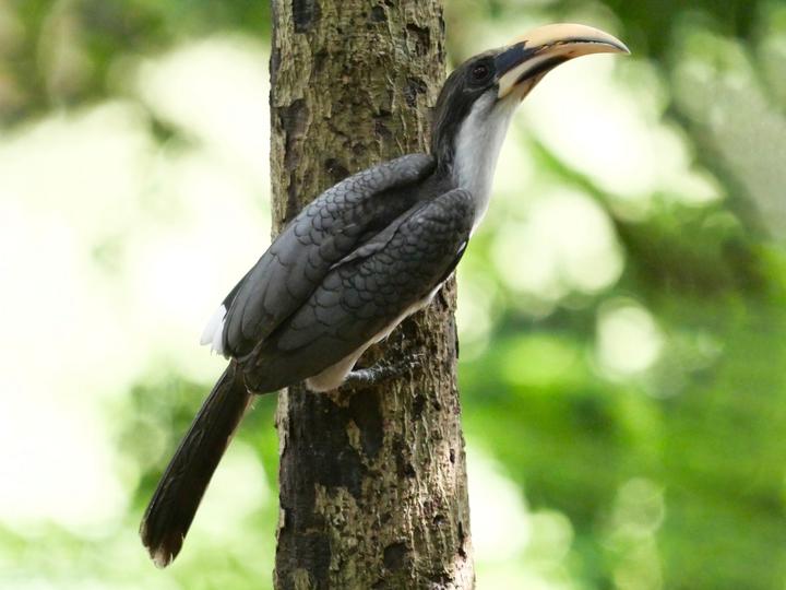 Sri Lanka Grey Hornbill