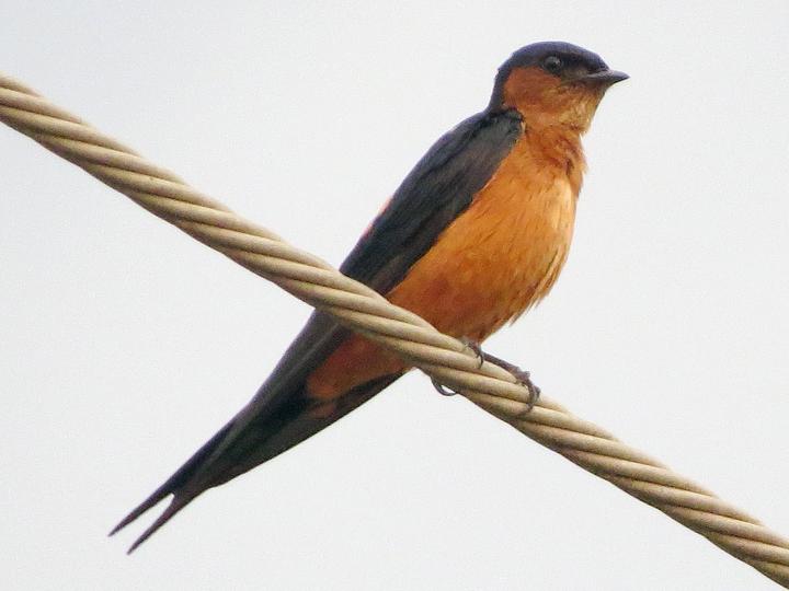Sri Lanka Swallow