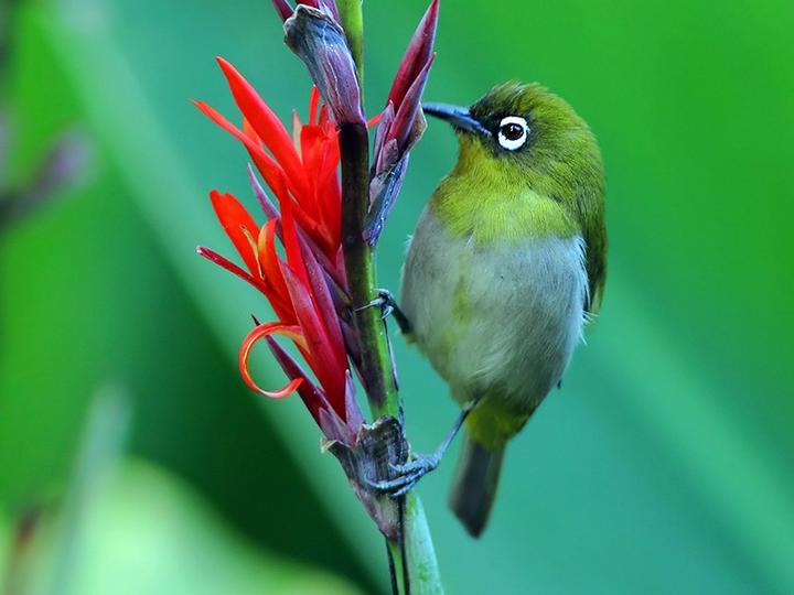 Sri Lanka White-eye