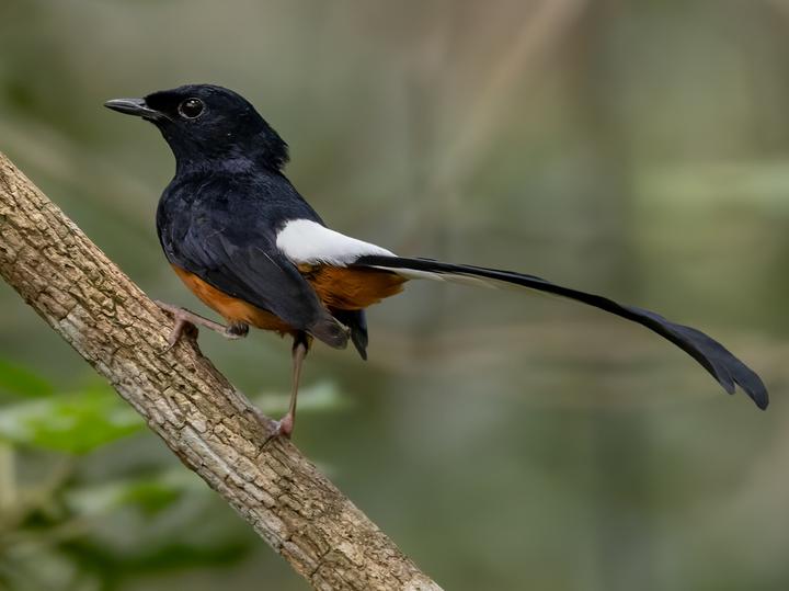 Sri Lanka Shama