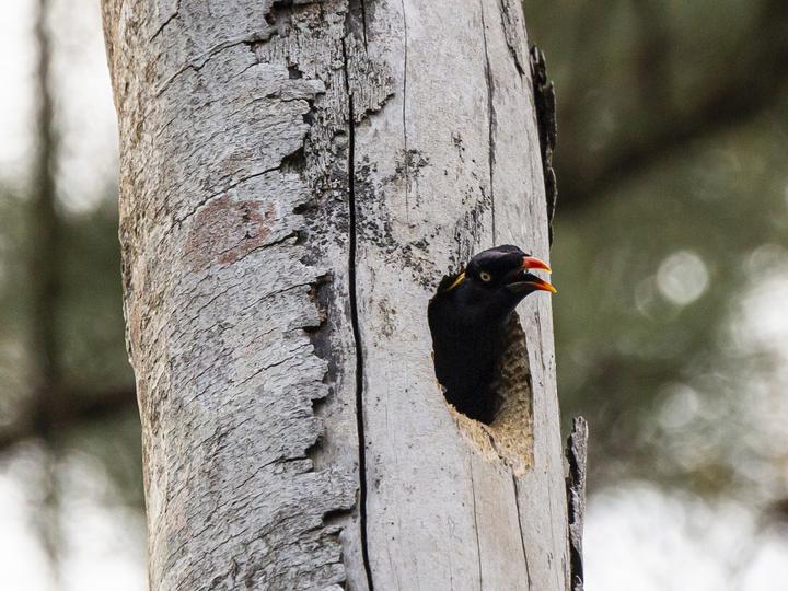 Sri Lanka Hill Myna