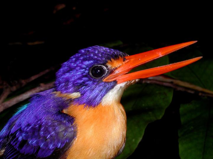 New Georgia Dwarf Kingfisher
