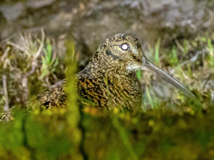 New Guinea Woodcock