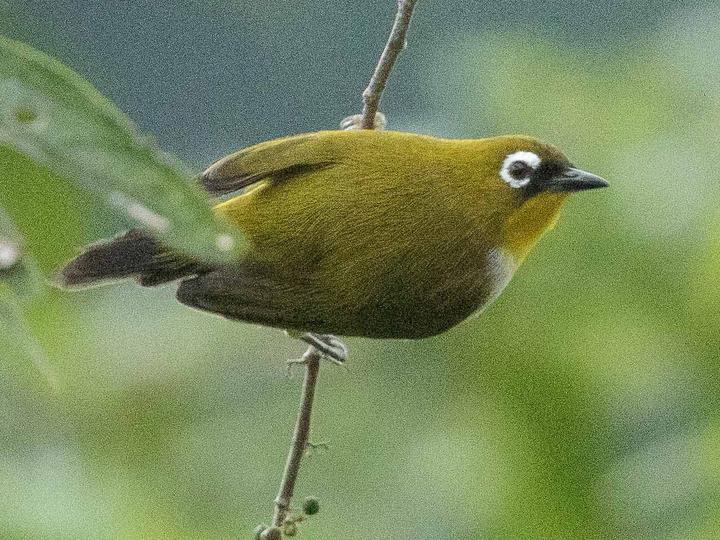 Papuan White-eye
