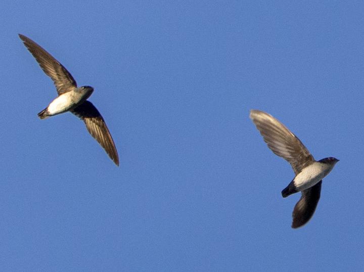 Papuan Spinetail