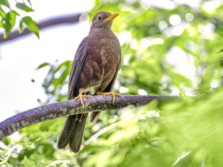 New Caledonian Island Thrush
