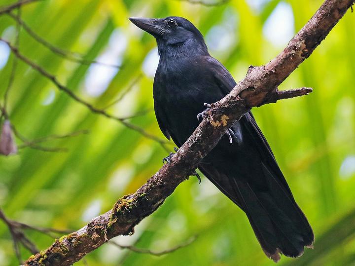 New Caledonian Crow