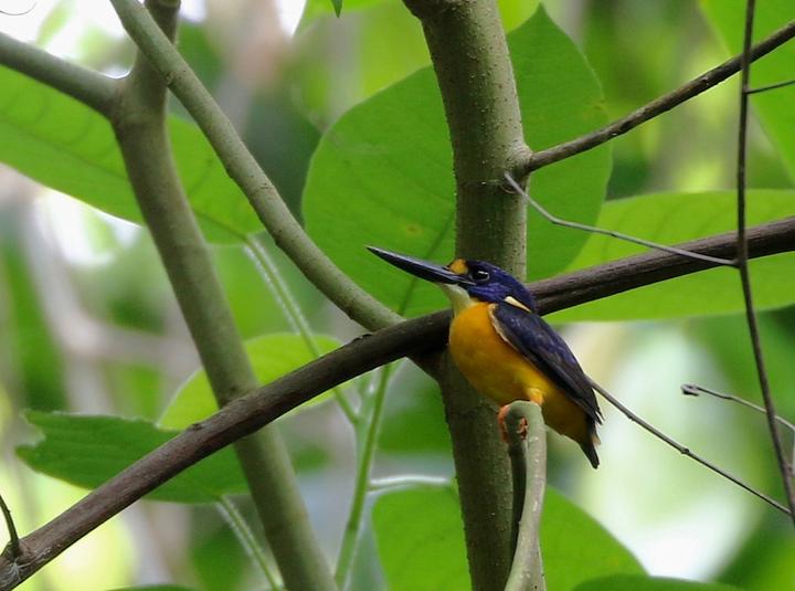 New Ireland Dwarf Kingfisher