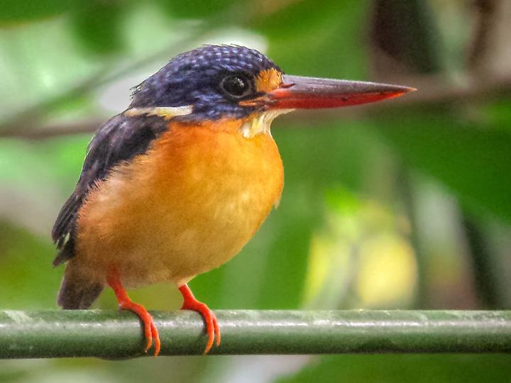 New Britain Dwarf Kingfisher