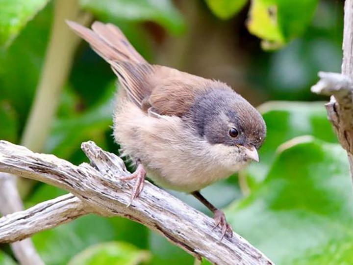 Pipipi