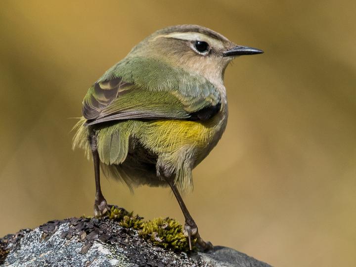 New Zealand Rockwren