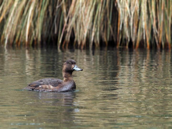 New Zealand Scaup