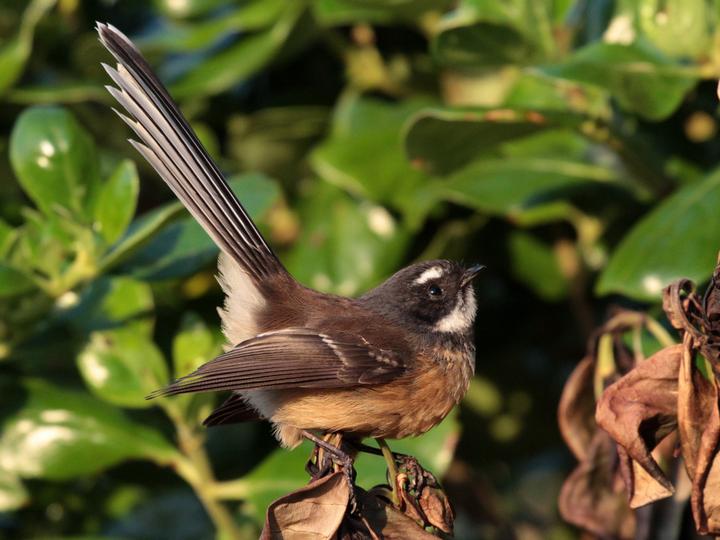 New Zealand Fantail