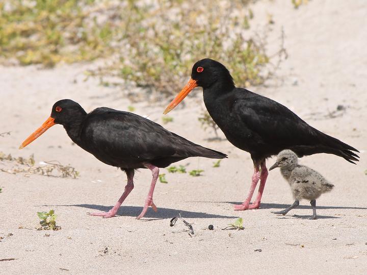 Variable Oystercatcher