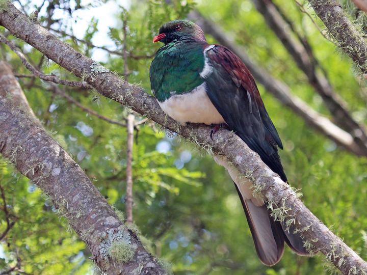 New Zealand Pigeon