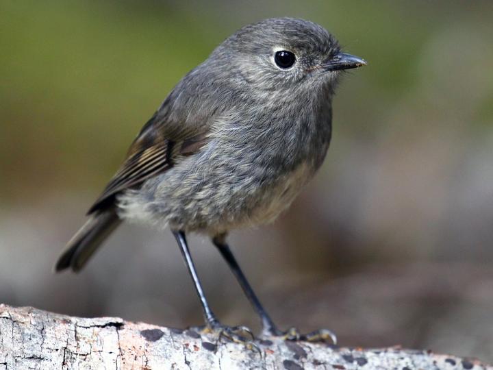 South Island Robin