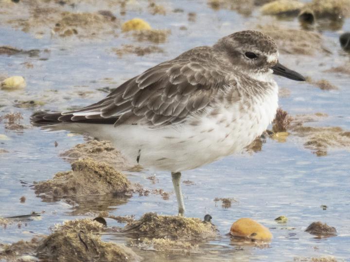New Zealand Plover
