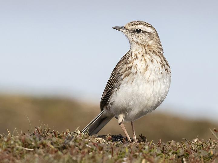 New Zealand Pipit