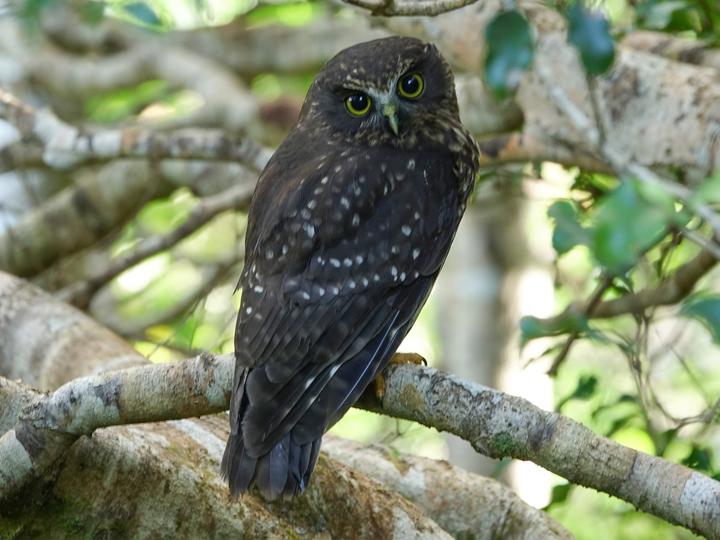 Morepork